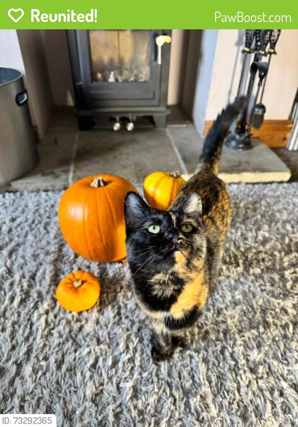 Reunited Female Cat last seen Ashwood drive LS277AG, Morley, England LS27 7AG