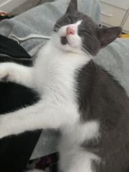 Reunited Male Cat last seen Near Shore Line Dr, Alameda, CA 94501