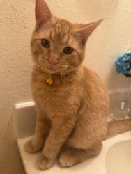 Lost Male Cat last seen Near Miami and Sea Foam street, Albuquerque, NM 87120