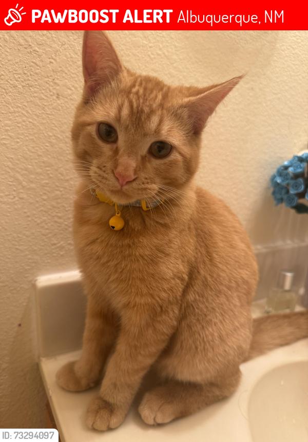 Lost Male Cat last seen Near Miami and Sea Foam street, Albuquerque, NM 87120
