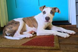 Reunited Female Dog last seen Near Barley Creek Court, Auburn, Ga, Auburn, GA 30011