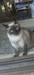 Reunited Female Cat last seen Near Leonard St, Lewisville, TX 75057, USA, Lewisville, TX 75057