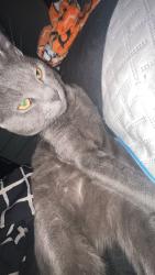 Reunited Male Cat last seen San Gabriel elementary, Liberty Hill, TX 78642