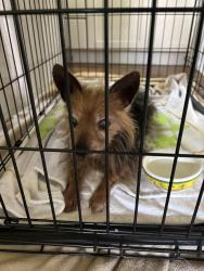 Reunited Male Dog last seen State St and Indiana Ave, Asheville, NC 28806