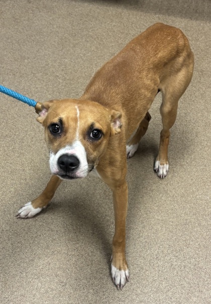 Shelter Stray Female Dog last seen Near Phillips Rd, 30058, GA, 3280 Chamblee Dunwoody Rd, Chamblee, GA 30341, USA