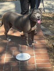 Reunited Female Dog last seen Colby and richland, Los Angeles, CA 90064