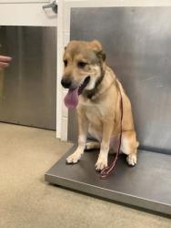 Shelter Stray Male Dog last seen Near jacocks lane, South District, TX, 355 Hillshire Dr, Haslet, TX 76052, USA