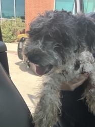 Shelter Stray Male Dog last seen Near Felix St, South District, TX, 355 Hillshire Dr, Haslet, TX 76052, USA