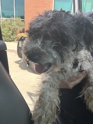 Shelter Stray Male Dog last seen Near Felix St, South District, TX, 355 Hillshire Dr, Haslet, TX 76052, USA