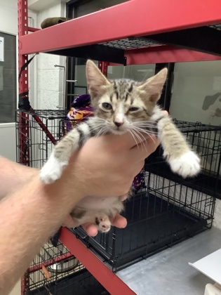 Shelter Stray Male Cat last seen Near gale lane, East District, TX, 355 Hillshire Dr, Haslet, TX 76052, USA
