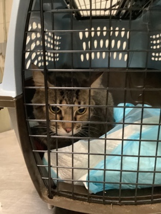 Shelter Stray Male Cat last seen , , TX, 355 Hillshire Dr, Haslet, TX 76052, USA