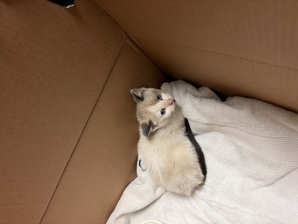 Shelter Stray Female Cat last seen University Ave, Middleton WI, Middleton, City of, WI, 5132 Voges Rd, Madison, WI 53718, USA