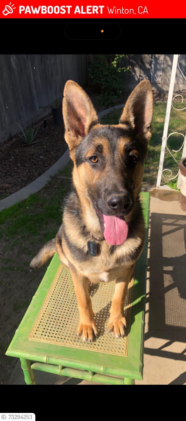 Lost Male Dog last seen Walnut Avenue & California street winton California, Winton, CA 95388