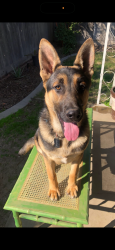 Lost Male Dog last seen Walnut Avenue & California street winton California, Winton, CA 95388