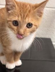 Shelter Stray Female Cat last seen Near S Northshore Dr, City of Knoxville GP, TN, 3201 Division St, Knoxville, TN 37919, USA