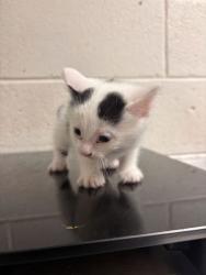 Shelter Stray Female Cat last seen Near Arthur Douglus Way, Knox County GP, TN, 3201 Division St, Knoxville, TN 37919, USA