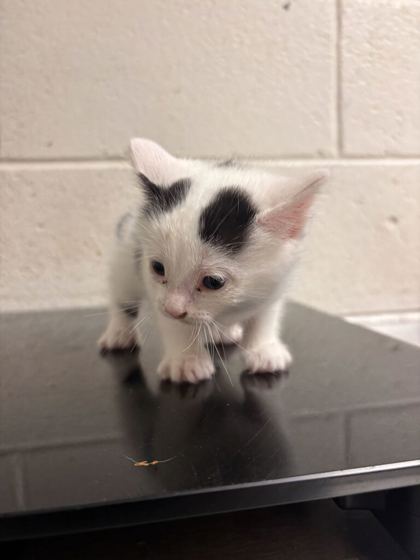 Shelter Stray Female Cat last seen Near Arthur Douglus Way, Knox County GP, TN, 3201 Division St, Knoxville, TN 37919, USA