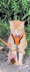 Lost Male Cat last seen Henshaw St. And Boutilier Road, Leicester, MA 01524
