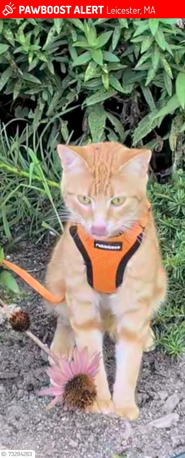 Lost Male Cat last seen Henshaw St. And Boutilier Road, Leicester, MA 01524