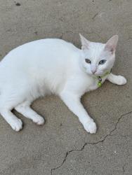 Lost Female Cat last seen Loveland Dr and Kerry Ln, Jurupa Valley, CA 92509