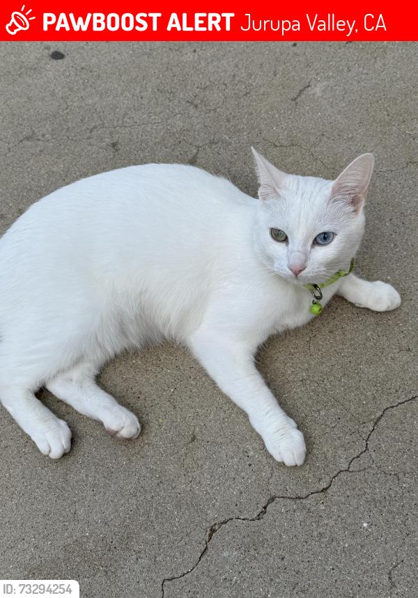 Lost Female Cat last seen Loveland Dr and Kerry Ln, Jurupa Valley, CA 92509