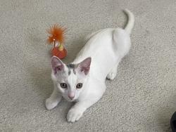 Reunited Male Cat last seen N Laurel and Selma, Los Angeles, CA 90046