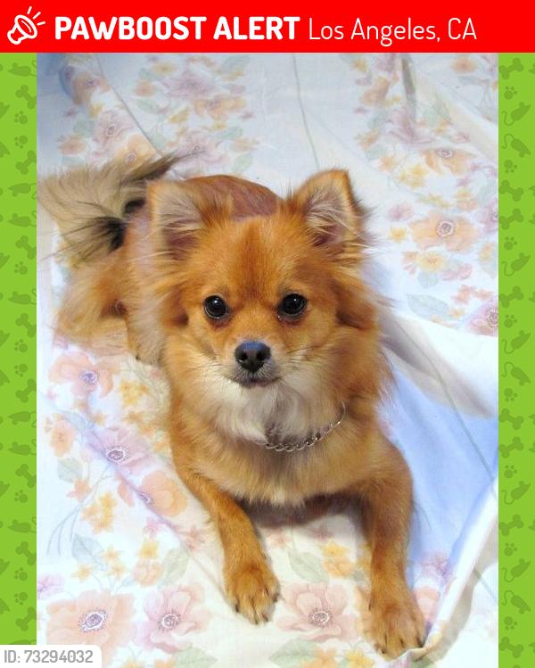 Lost Female Dog last seen GRANT AVE, Los Angeles, CA 90012