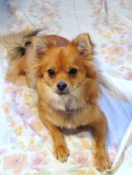 Lost Female Dog last seen GRANT AVE, Los Angeles, CA 90012
