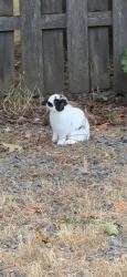 Found/Stray Unknown Rabbit last seen near corner of 50th & Tolman, went into backyard of hse on corner, Portland, OR 97206