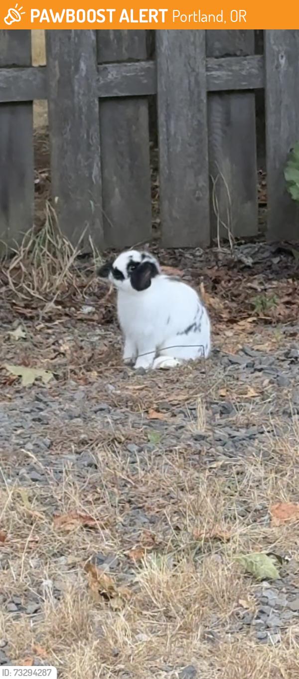 Found/Stray Unknown Rabbit last seen near corner of 50th & Tolman, went into backyard of hse on corner, Portland, OR 97206