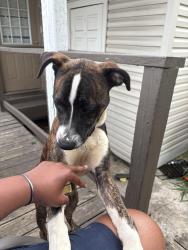 Reunited Male Dog last seen Goss Ave, Louisville, KY 40298