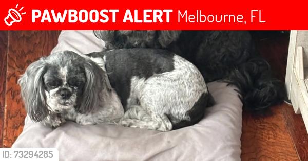 Lost Male Dog last seen Fountainhead Boulevard and Wickham Road, Melbourne, FL 32935