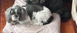Lost Male Dog last seen Fountainhead Boulevard and Wickham Road, Melbourne, FL 32935