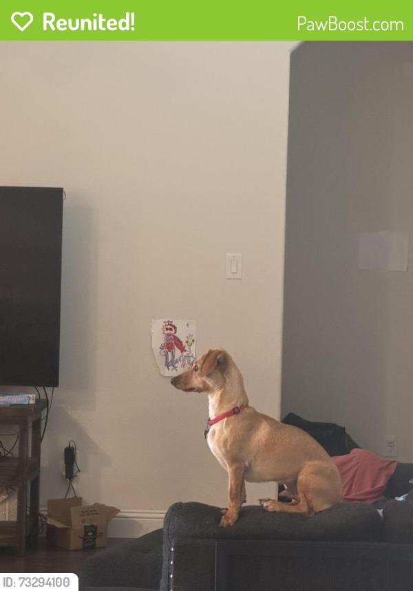 Reunited Male Dog last seen Las Colina Dr, Fort Worth, TX 76179