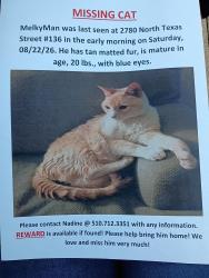 Reunited Male Cat last seen Across from Walmart in Fairfield, Fairfield, CA 94533
