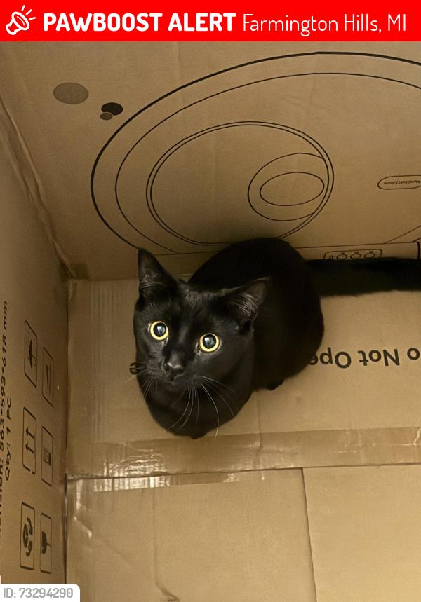 Lost Male Cat last seen Near Middlebelt rd, Farmington Hills, MI 48336