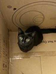 Lost Male Cat last seen Near Middlebelt rd, Farmington Hills, MI 48336