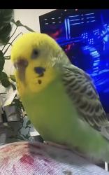 Lost Male Bird last seen Barrett ave and 32nd street, Richmond, CA 94805