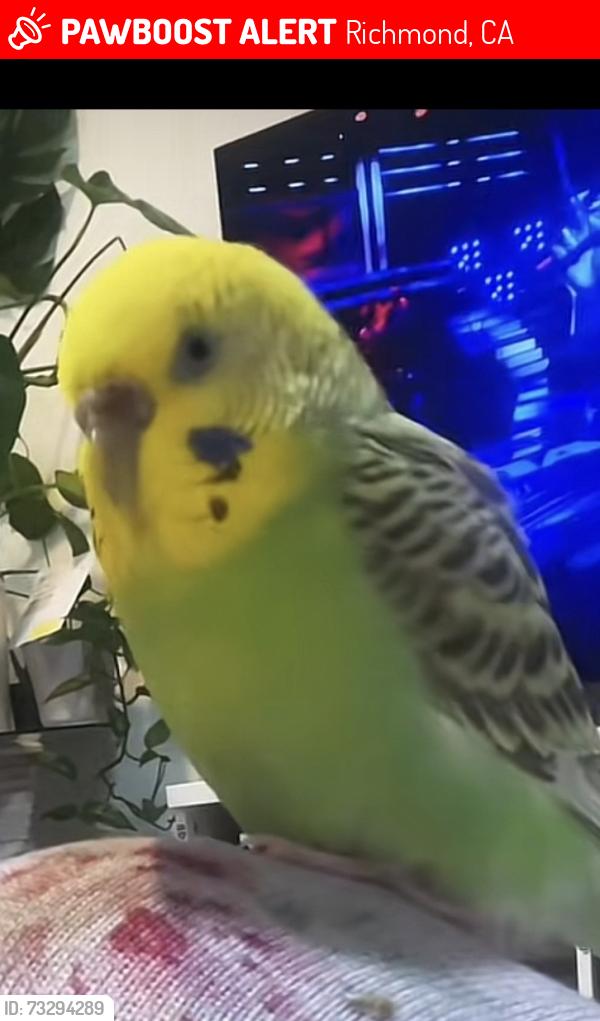 Lost Male Bird last seen Barrett ave and 32nd street, Richmond, CA 94805
