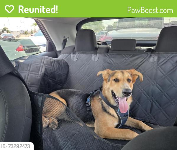 Reunited Male Dog last seen University District, Detroit, MI 48221
