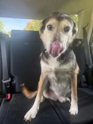 Found/Stray Male Dog last seen Tiger Boulevard, Clemson, SC 29631