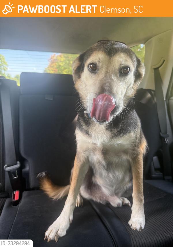 Found/Stray Male Dog last seen Tiger Boulevard, Clemson, SC 29631