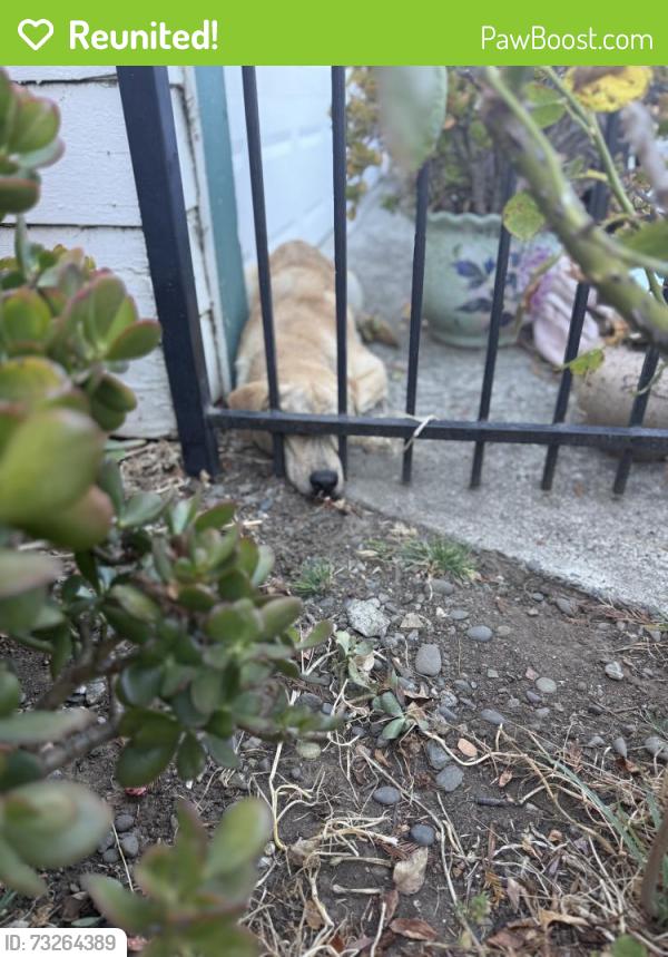Reunited Male Dog last seen Between Delaware and Missouri Streets on Great Jones Street., Fairfield, CA 94533