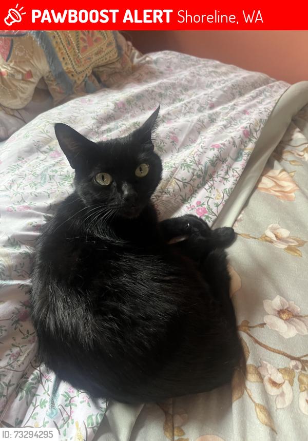 Lost Female Cat last seen Fremont Ave, Shoreline, WA 98133
