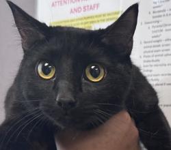 Shelter Stray Female Cat last seen Apt 334,820 W 200 S, SALT LAKE CITY, UT, 84104, 511 W 3900 S, Salt Lake City, UT 84123, USA