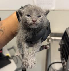 Shelter Stray Female Cat last seen Near Bignell Drive, San Diego, CA, 92139, 5500 Gaines St, San Diego, CA 92110, USA