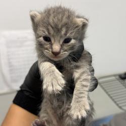Shelter Stray Female Cat last seen Near Bignell Drive, San Diego, CA, 92139, 5500 Gaines St, San Diego, CA 92110, USA