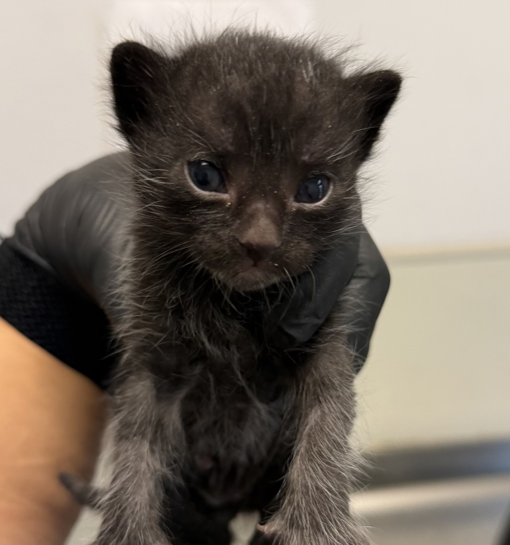 Shelter Stray Male Cat last seen Near Bignell Drive, San Diego, CA, 92139, 5500 Gaines St, San Diego, CA 92110, USA