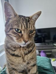 Reunited Male Cat last seen Pinewood Close Hellesdon, Norfolk, England NR6 5PG