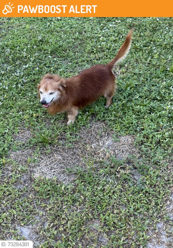 Found/Stray Male Dog last seen 2nd Pl SW and 8th Ave SW, Vero Beach South, FL 32968